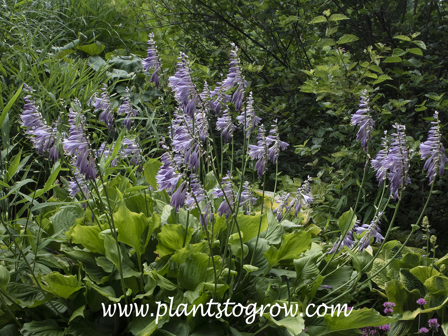 Hosta 'Hollys Velvet Pie Crust'